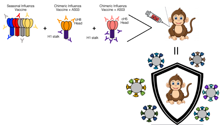 Characterize the immune response to a primary seasonal influenza vaccine in the rhesus macaque model
