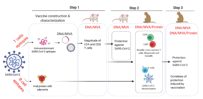The schematic of multiepitope, nucleic acid (DNA)/Modified Vaccinia virus Ankara (MVA)/protein-based vaccination approaches SARS-CoV-2, emerging variants and other beta-CoVs